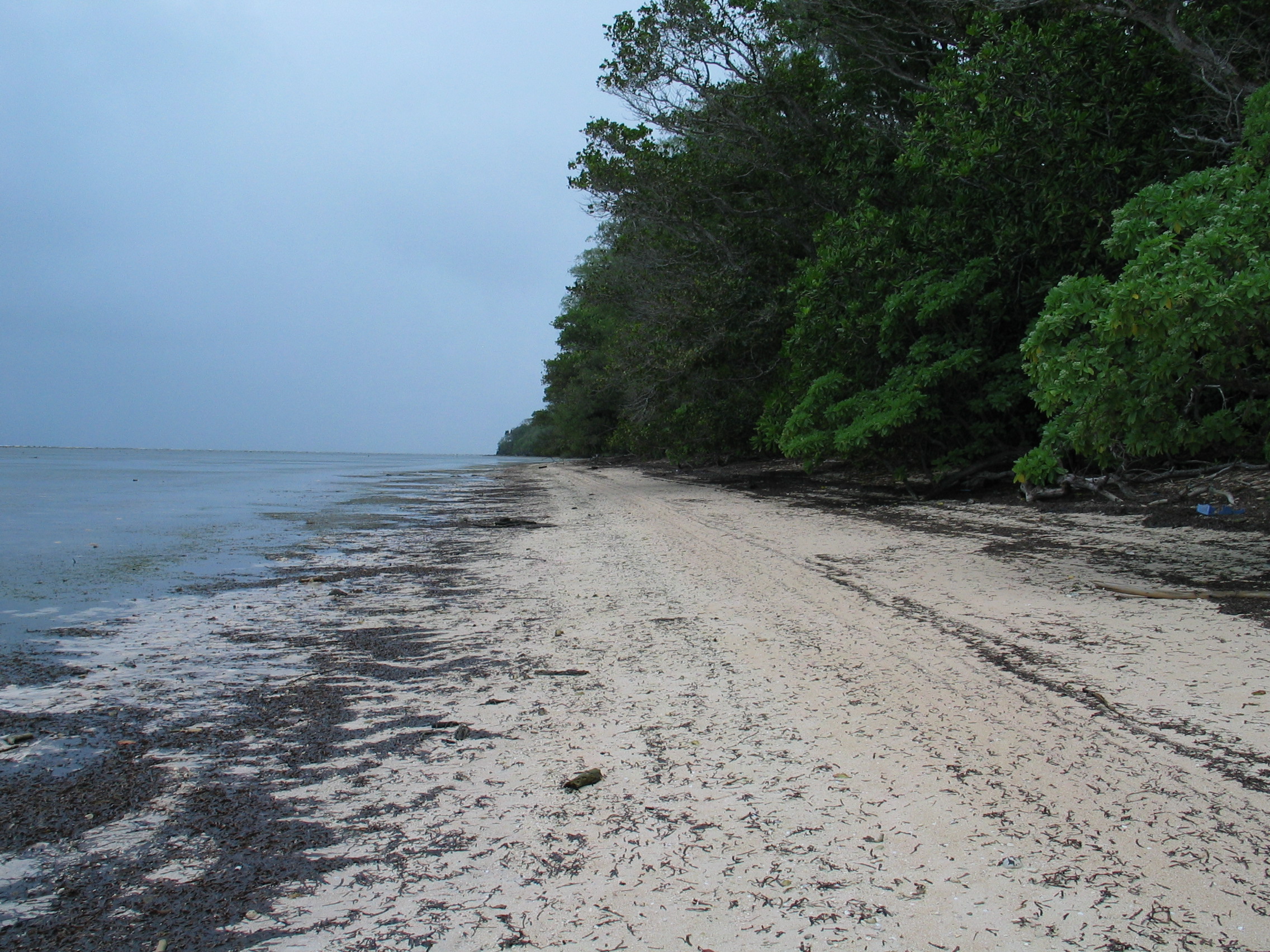 forested island in the pacific